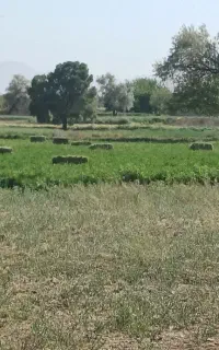 پرس یونجه خشک