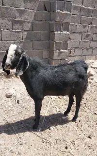 نری