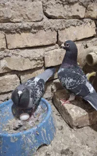 مجسمه