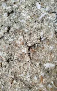 کود کفتر