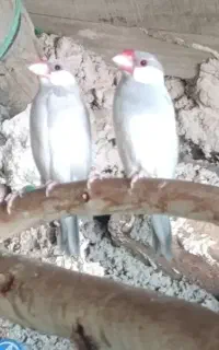 جفت فنچ نرگسی مولد