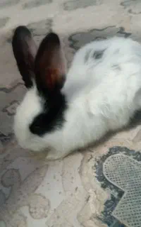 خرگوش