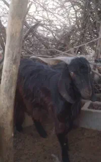 گوسفند شماره تماس