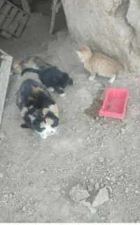 گربه ماده نیاز به درمان فوری