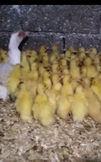 فروش جوجه اردک اسراعیلی
