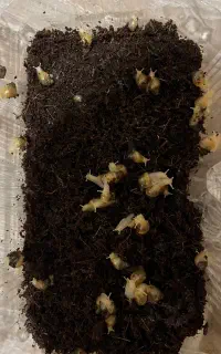 بچه حلزون