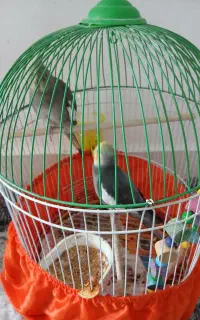 عروس هلندی جفت دو تومن
