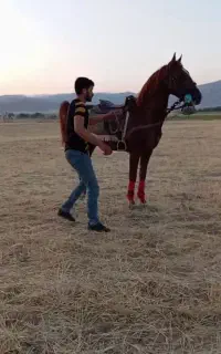 فقط کشش