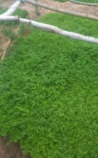 نهال گوجه