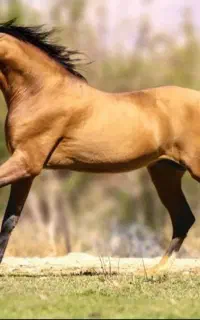 خرید و فروش انواع اسب