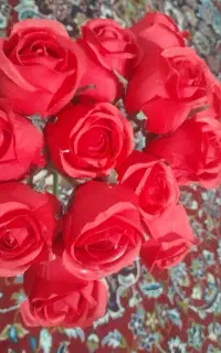 گل رز هلندی 14شاخه هست نو نو