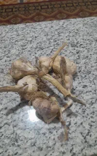 فروش 250کیلوسیر خشک
