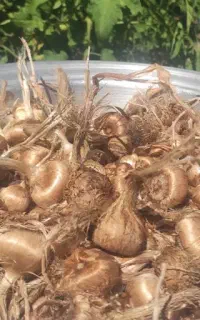 پیاز زعفران رسید