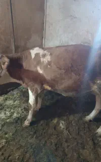 گاو