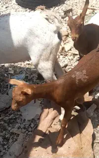 بز دوکهری با دو کهره ماده