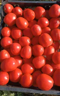 گوجه ربی درجه یک