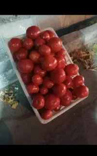 گوجه فرنگی ربی