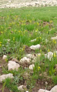 گیاهی هست برای نازایی و تعیین جنسیت