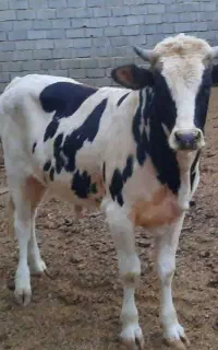 فروش گوساله