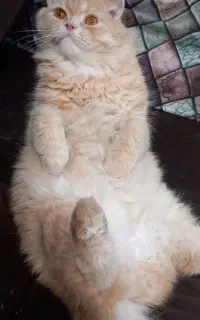 پیشی واگزاری