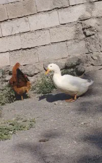 اروردک