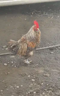 خروس پاپری جوان وجذاب