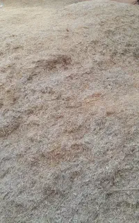 کاه دیم