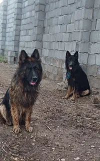 سگ ژرمن اصل