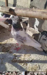 کفتر قریب