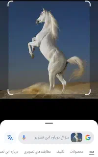کارگر پرورش اسب
