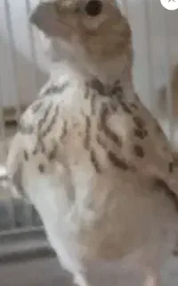 سهره قناری