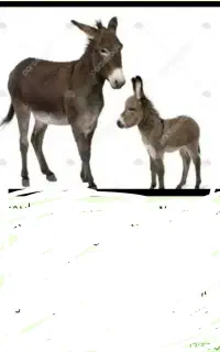 شیر الاغ