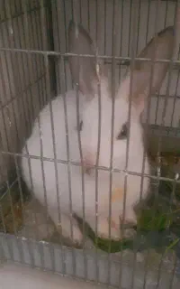 خرگوش