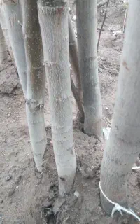 گردونهال کاغذی