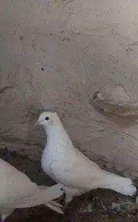 سفید کاکلی با طوقی سیاه واشری