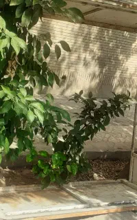 اتاق پراید وانت درحد نو با در