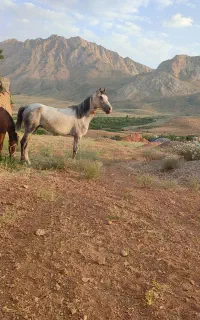 مادیان ابرش سواری دار