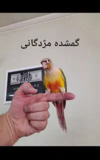 طوطی گرینچیک عروس هلندی برزیلی سهره قناری