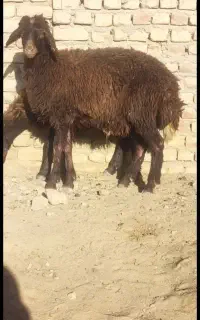 دو راس بره نر و ماده سرخ