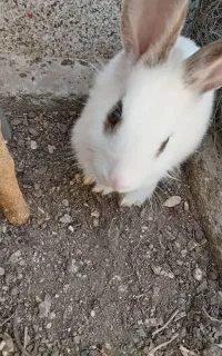 بچه خرگوش