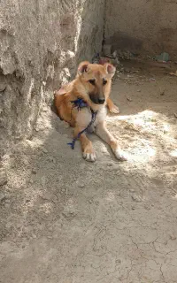 سگ نگهبان