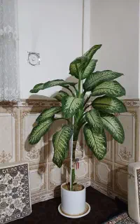 گل دیفن
