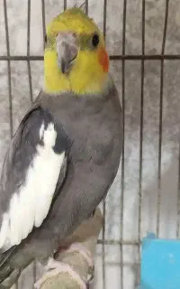 عروس هلندی گمشده