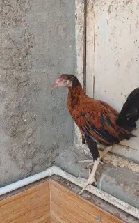 جوجه محلی