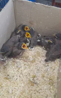 جوجه مینا درجه1