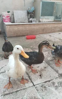 اردک