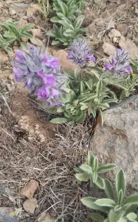 گیاه تازه