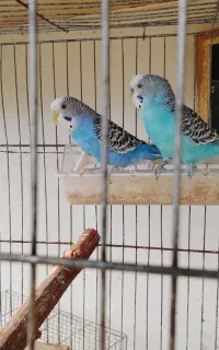 جفت مرغ عشق