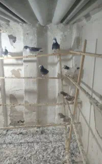 کبوتره پرشی