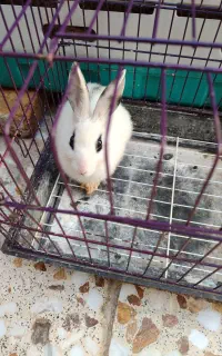 خرگوش
